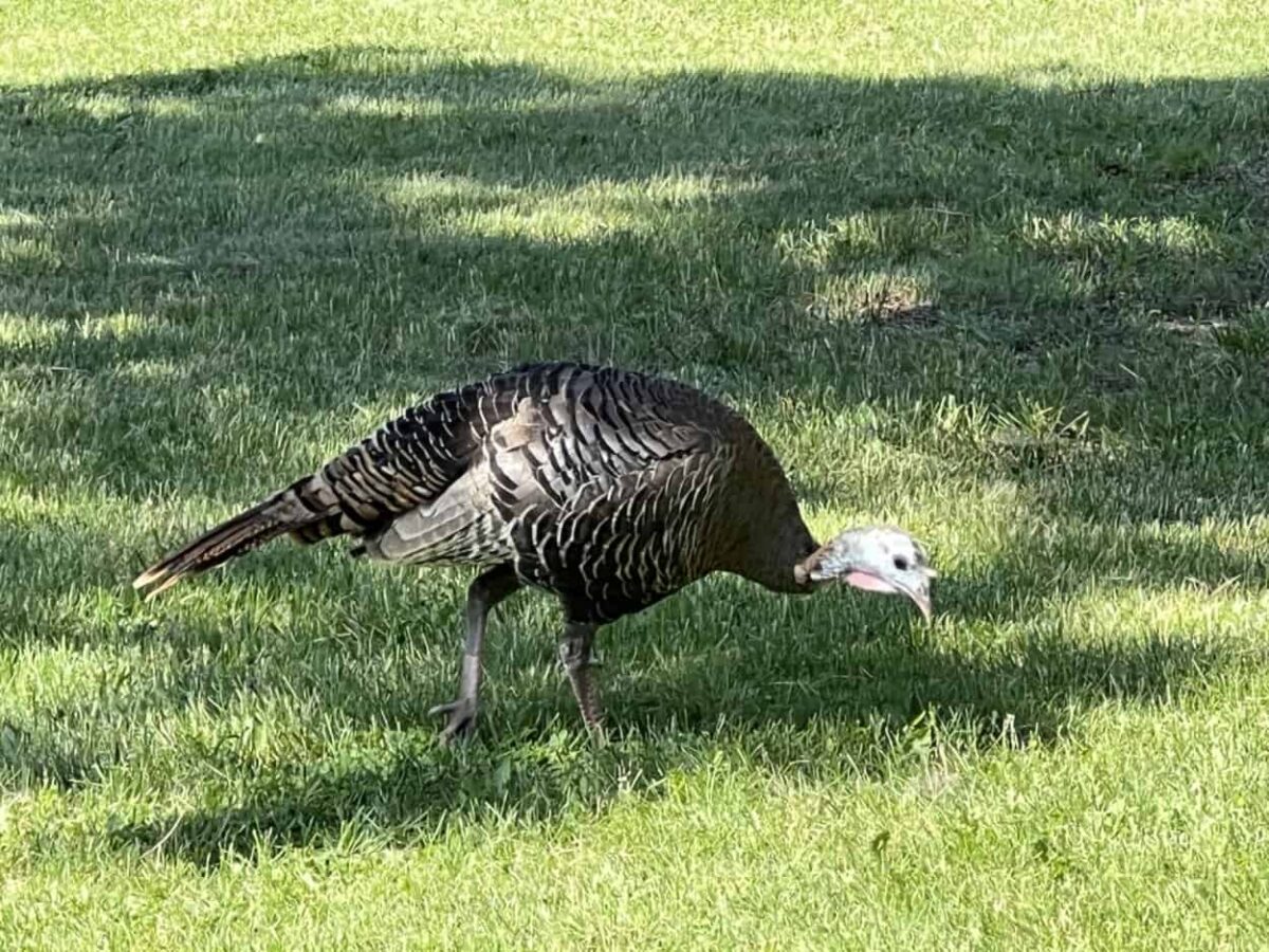 A wild turkey walks across the grass near the Fort Abraham Lincoln State Park Visitor Center