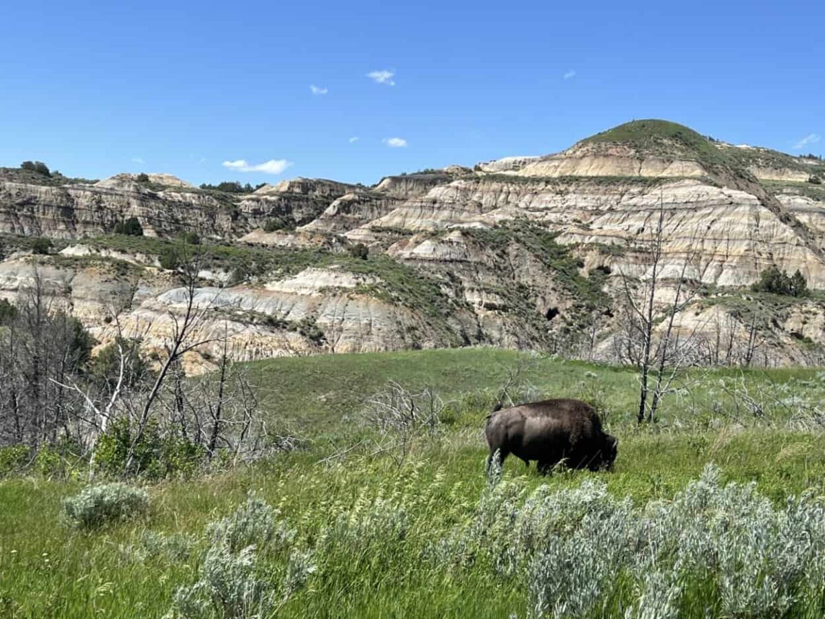 A bison grazes near badlands