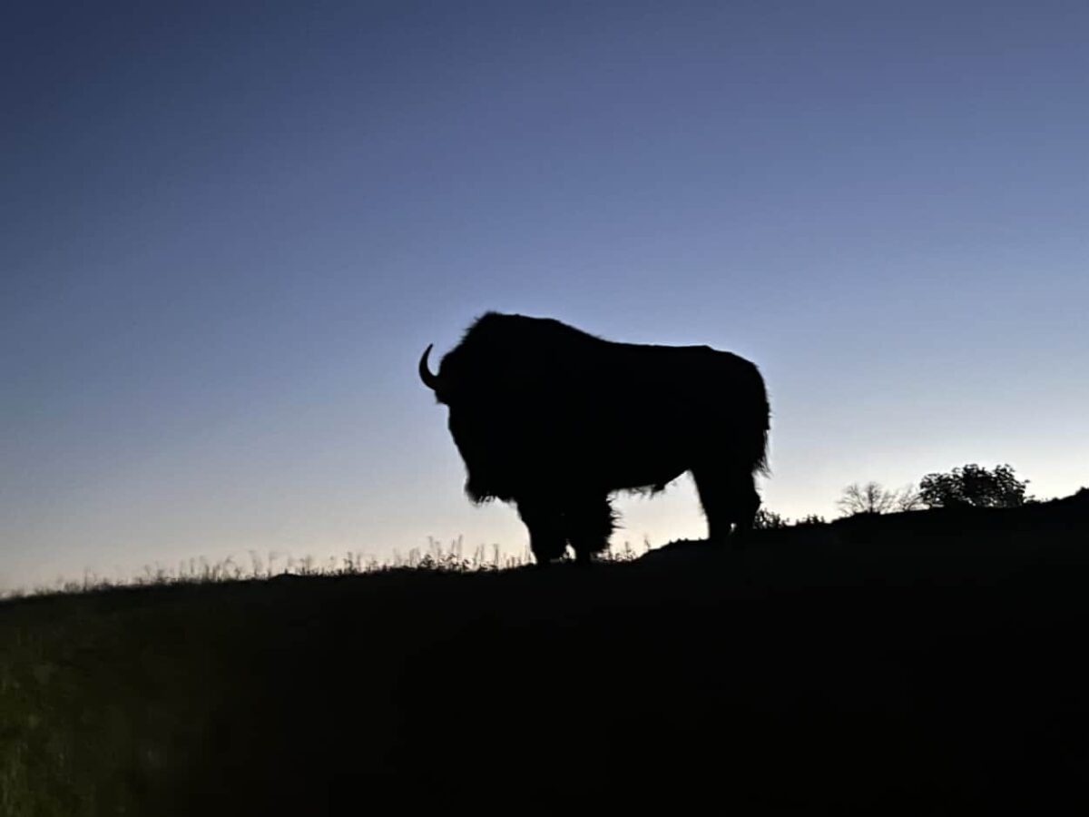 A bison silhouette just before sunrise in Theodore Roosevelt National Park, ND