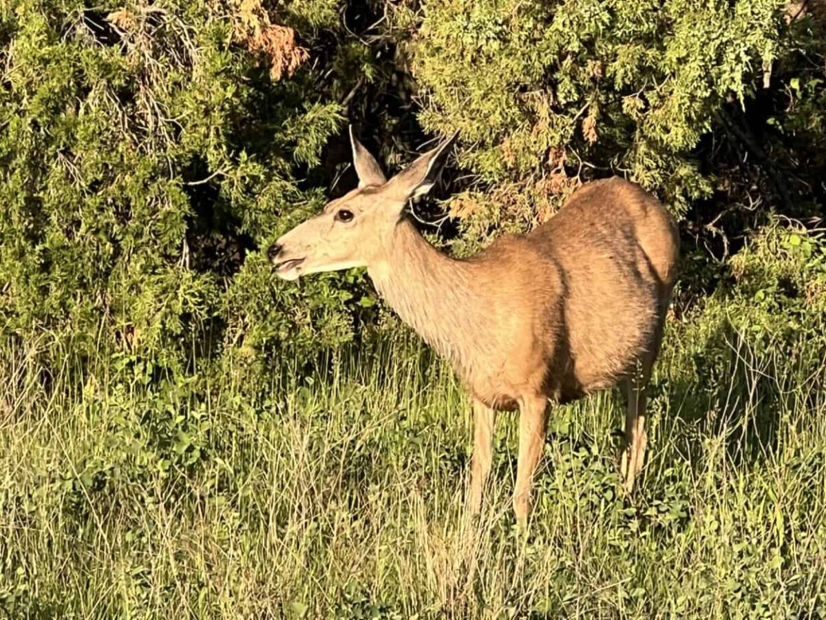 A deer munches on grass early in the morning in Theodore Roosevelt National Park, North Dakota