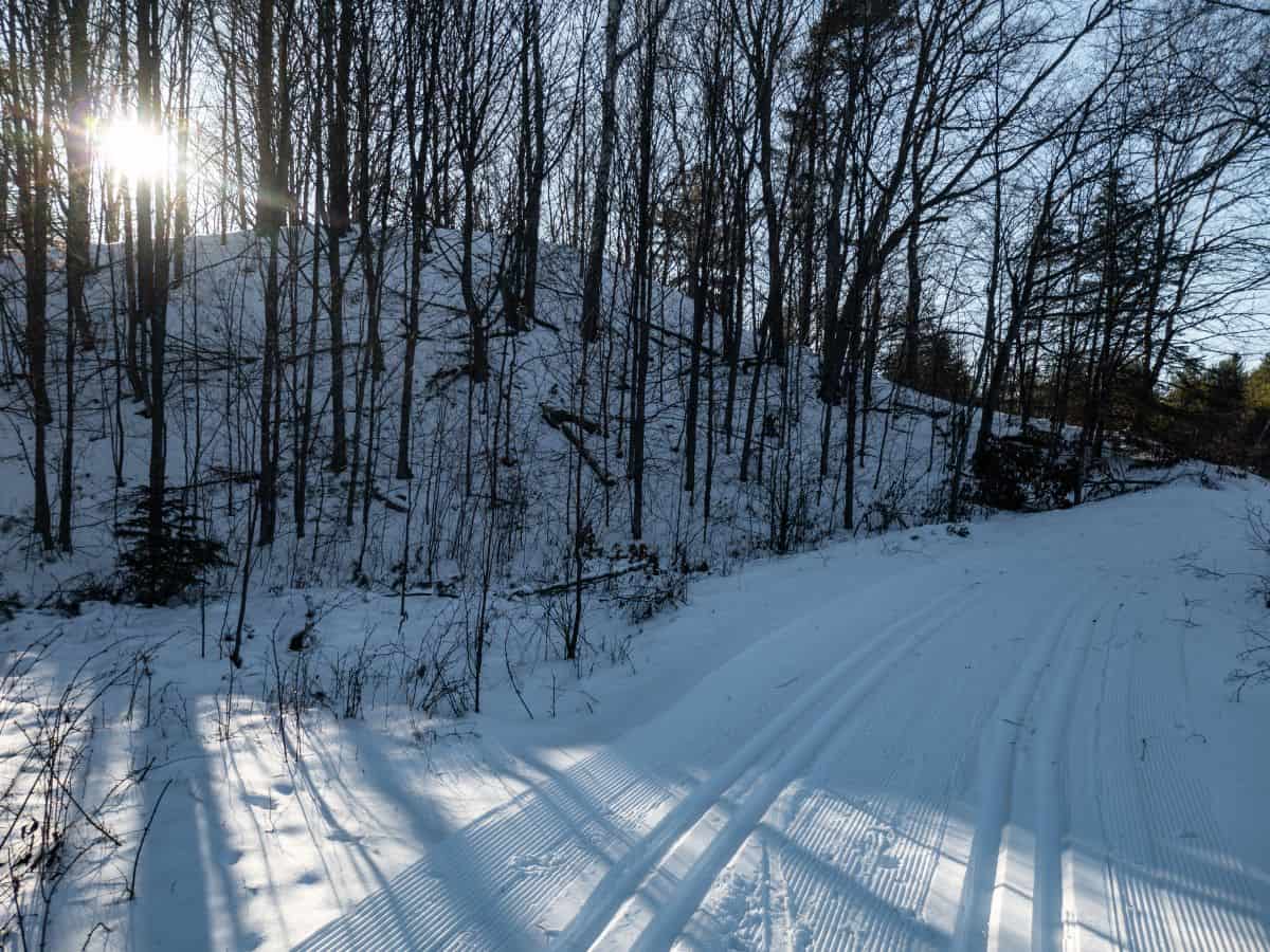 the sun shines through the forest adjacent to a cross-country skiing path