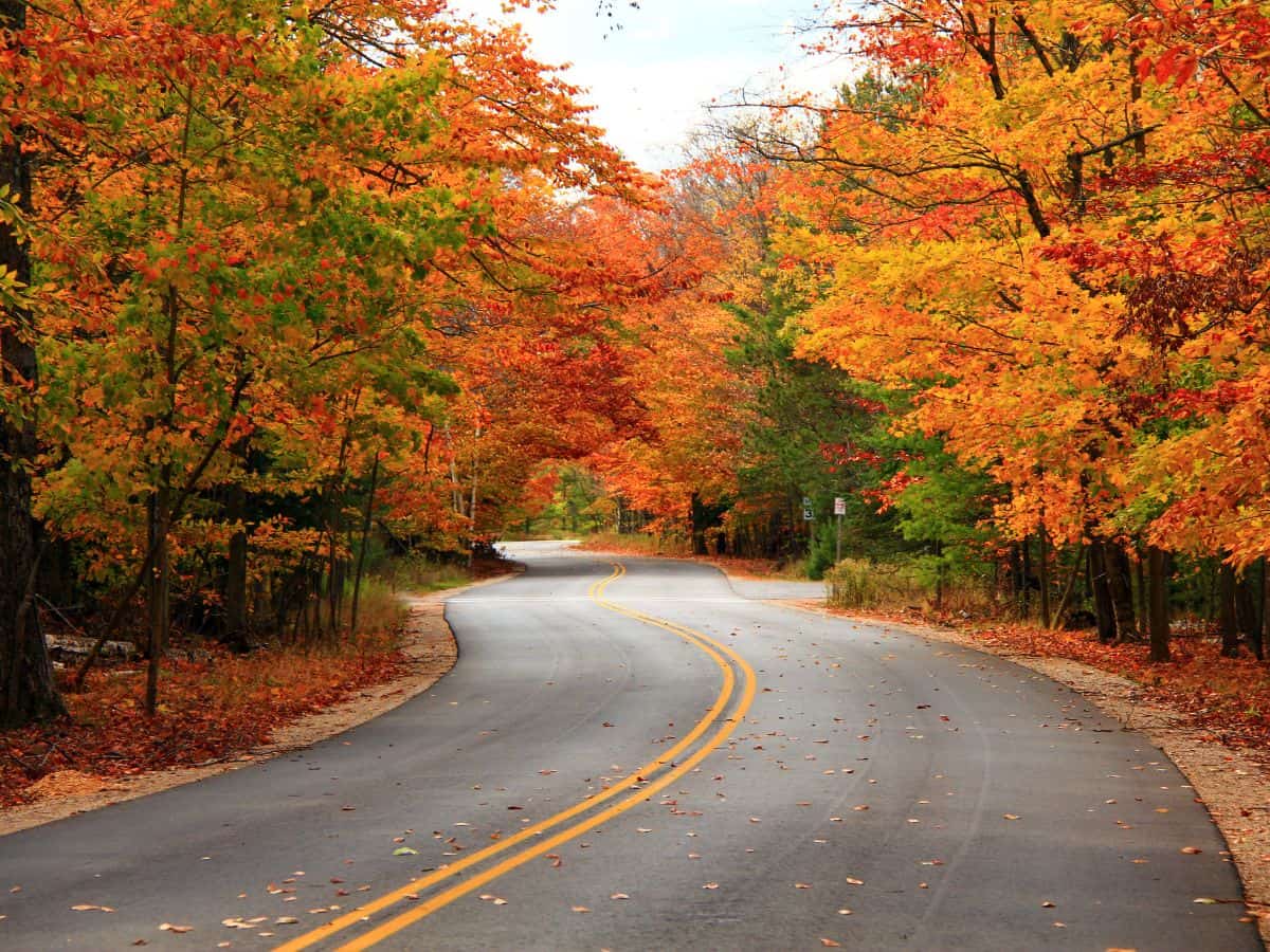 trees with autumn foliage line a road through Whitefish Dunes State Park