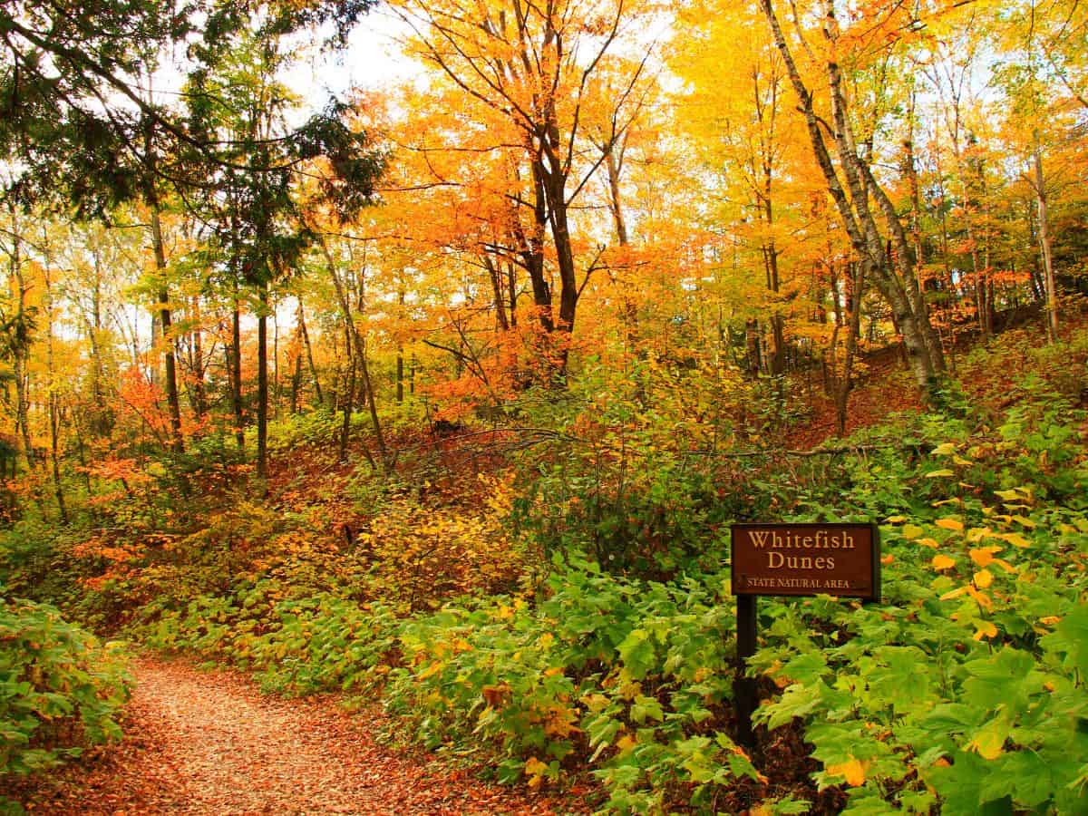 Green leafy plants and trees with orange and yellow leaves along a hiking trail in Whitefish Dunes State Park