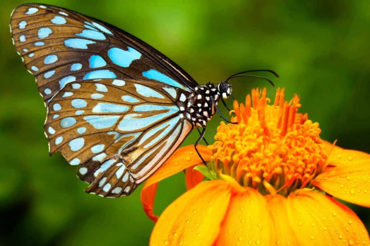 A blue and black butterfly sits on an orange flower