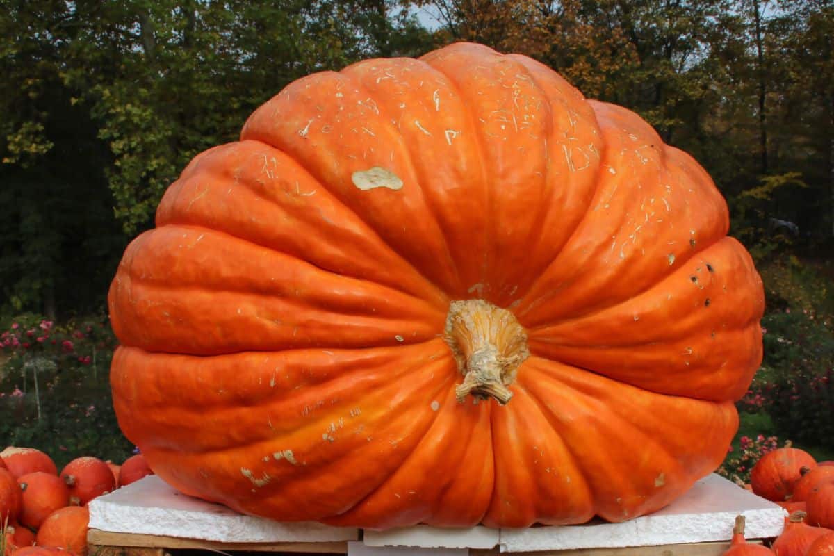 A giant pumpkin sits on a table