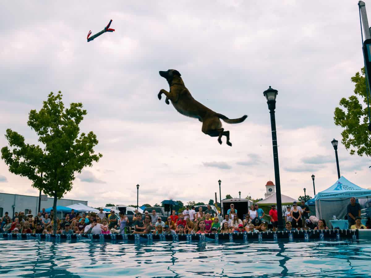 A dog jumps high into the air over a pool of water