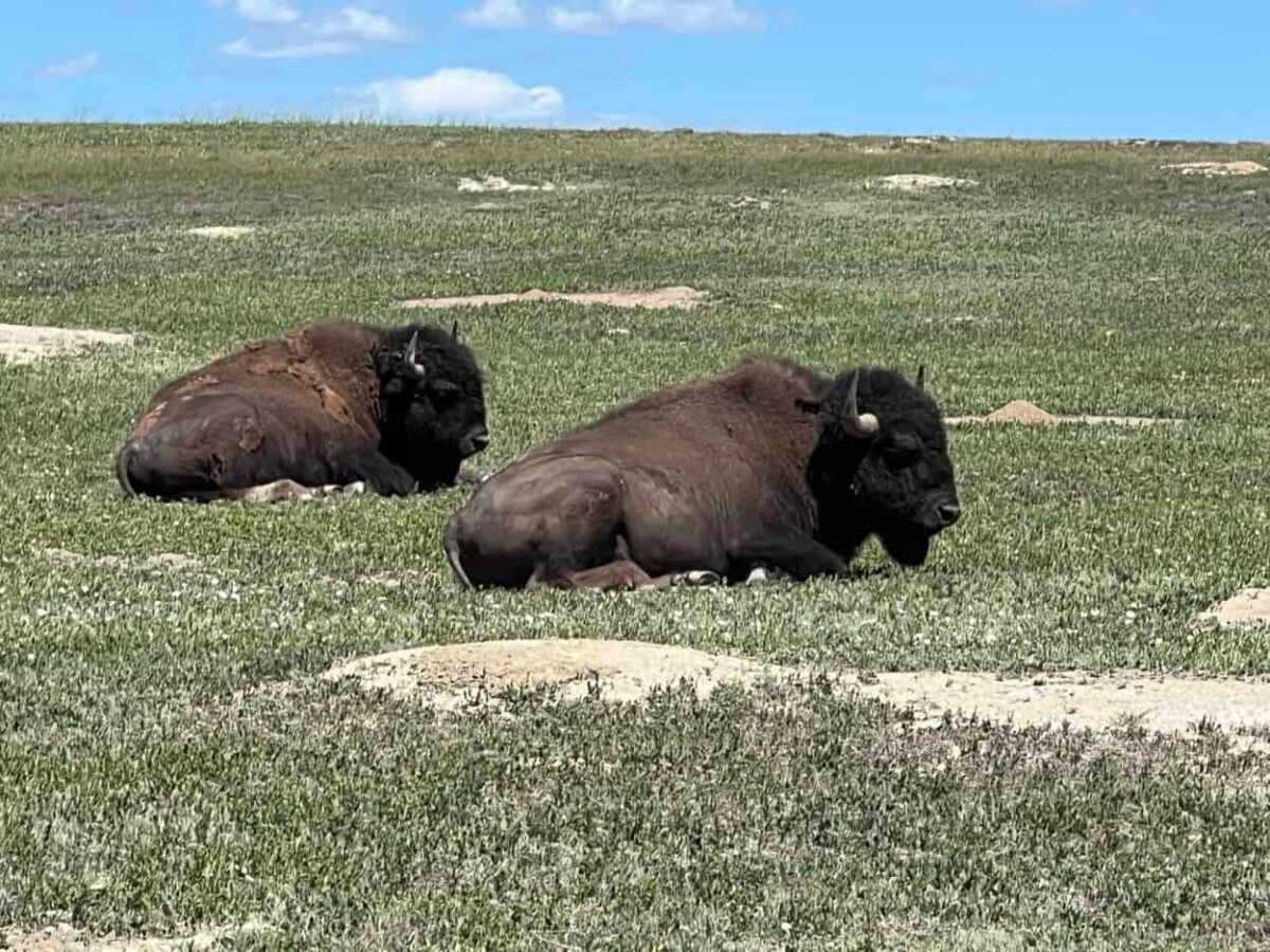 Two bison lay in the grass in Theodore Roosevelt National Park, ND
