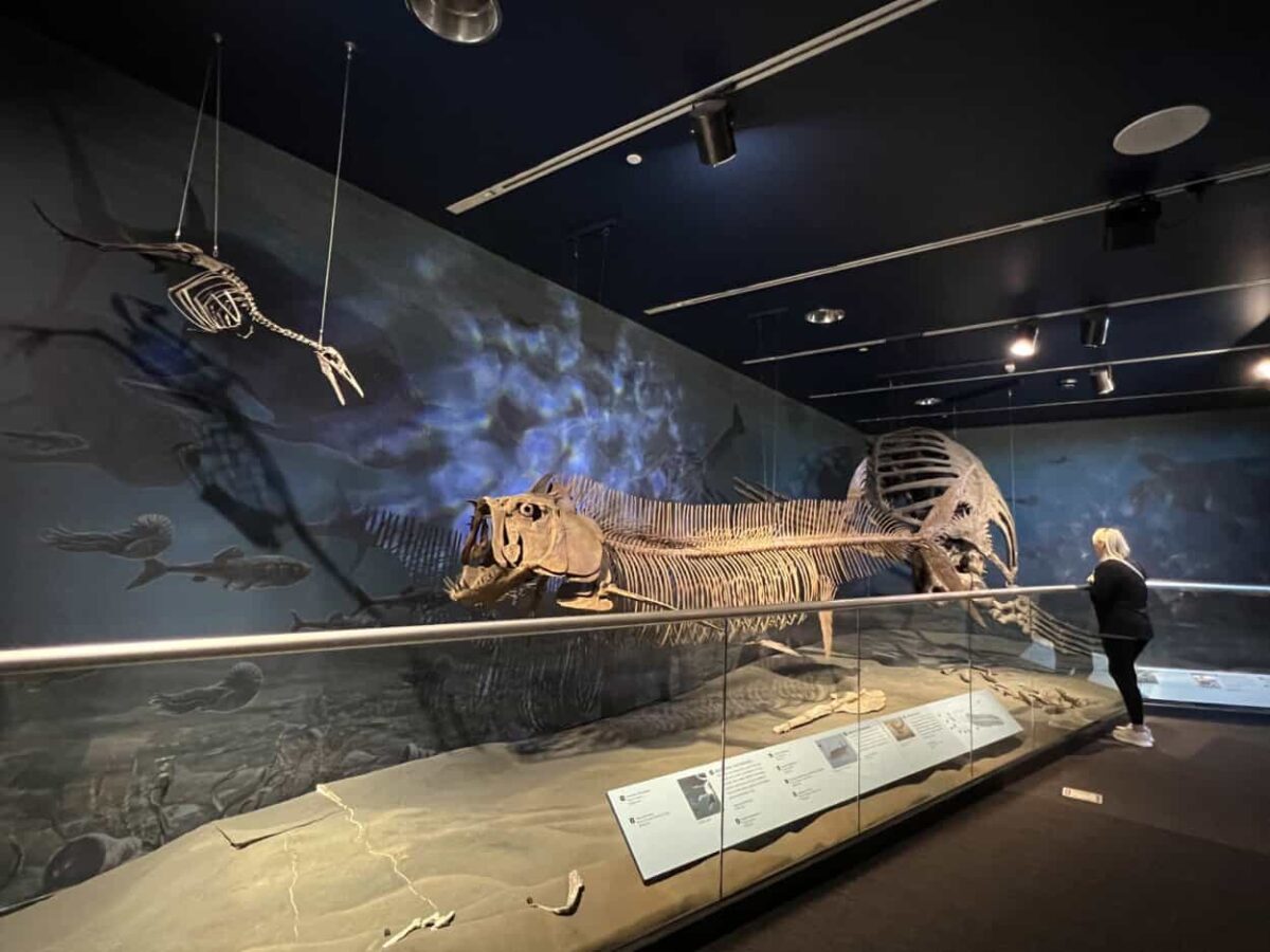 A woman looks at a museum exhibit with skeletons of sea creatures.