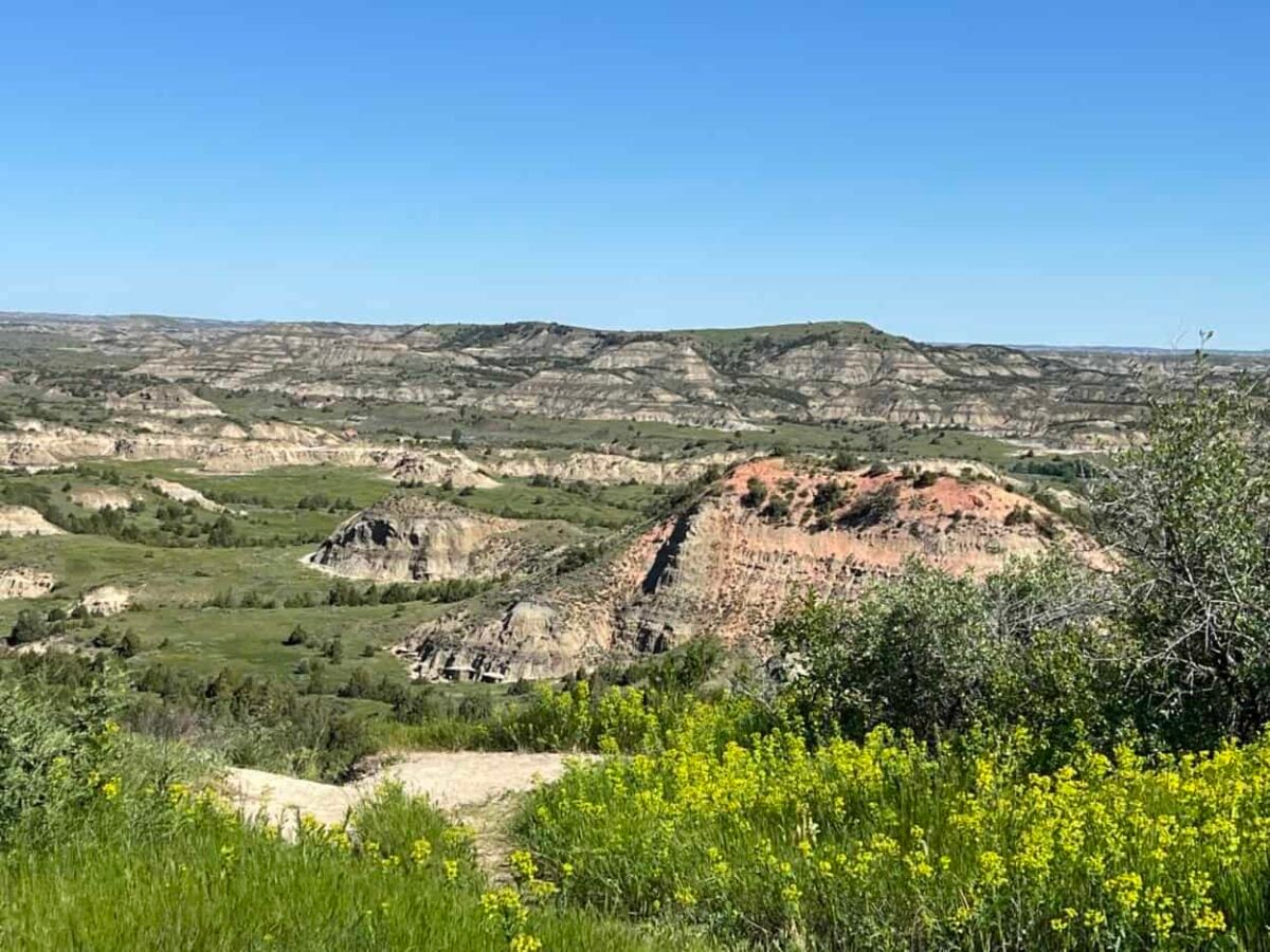 Yellow flowers grow in the foreground with red badlands and green grass in the background