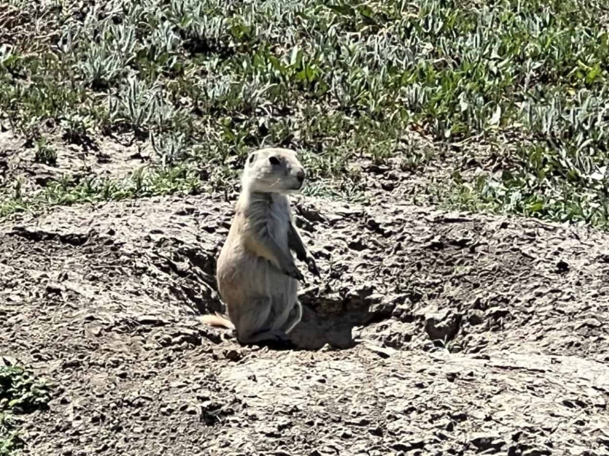 A prairie dog stands looking at a person with caution