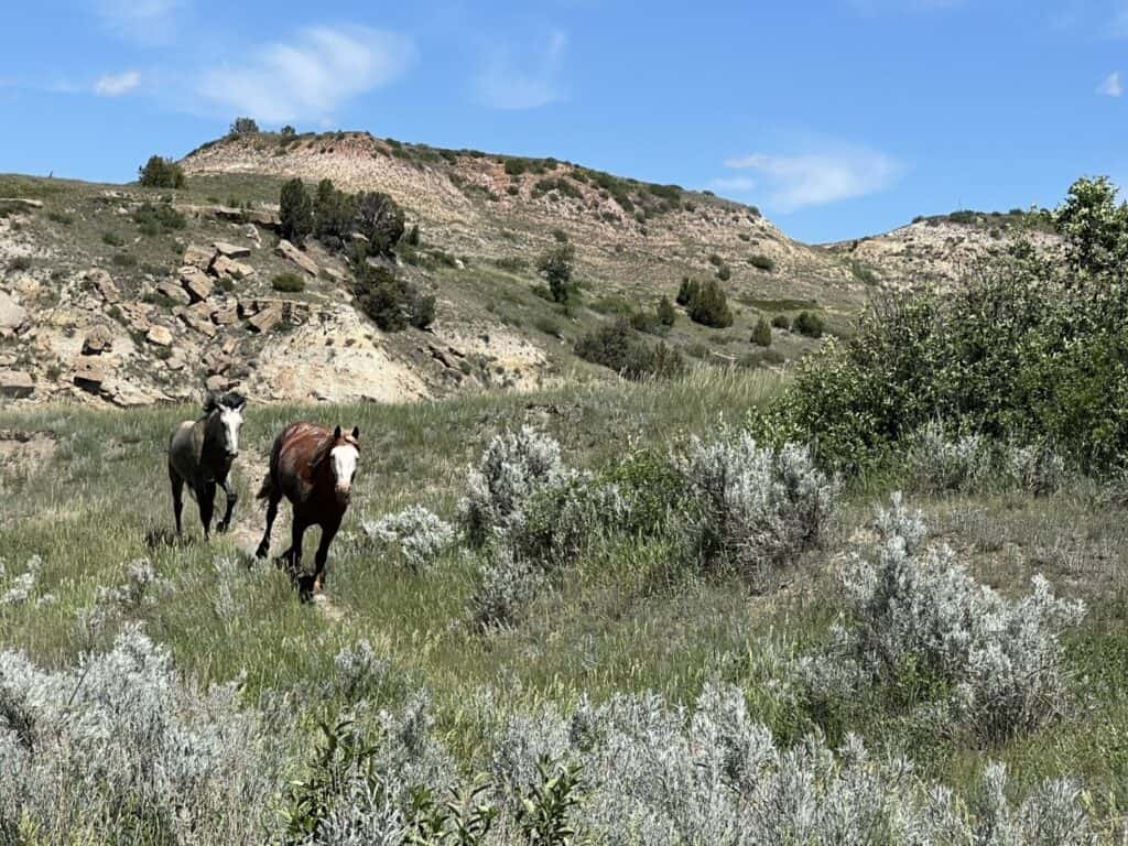 Wild horses running through a prairie in Theodore Roosevelt National Park South Unit
