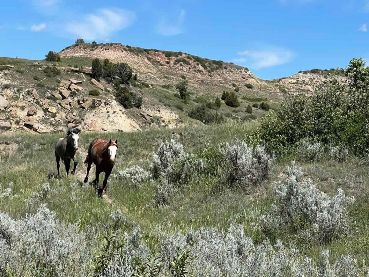 Wild horses running through a prairie in Theodore Roosevelt National Park South Unit