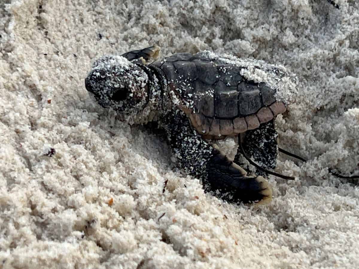 A baby sea turtle crawls in the sand