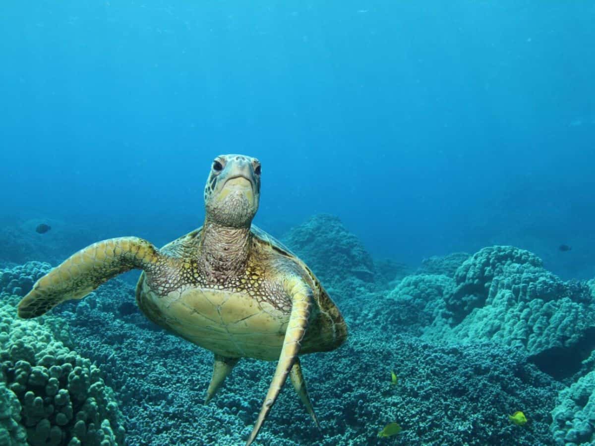 A green sea turtle swims in the ocean