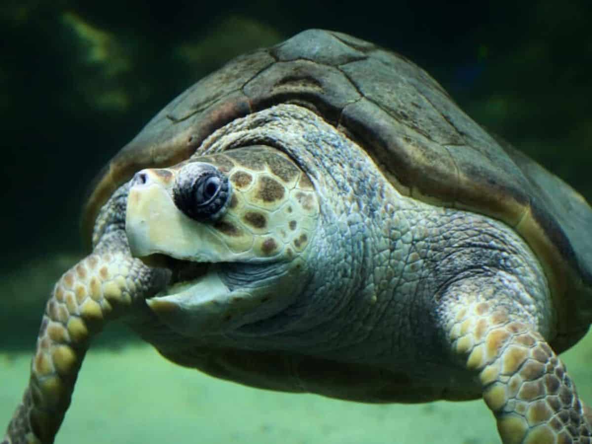 A loggerhead sea turtle swims in the ocean