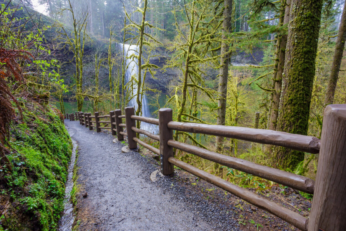 A trail cuts through the forest, leading to a waterfall.