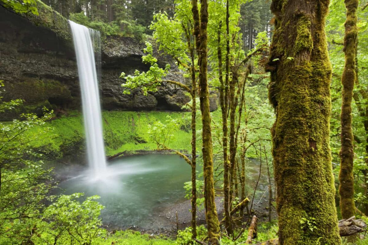 Water falls over a rock cliff in an area with moss-covered trees