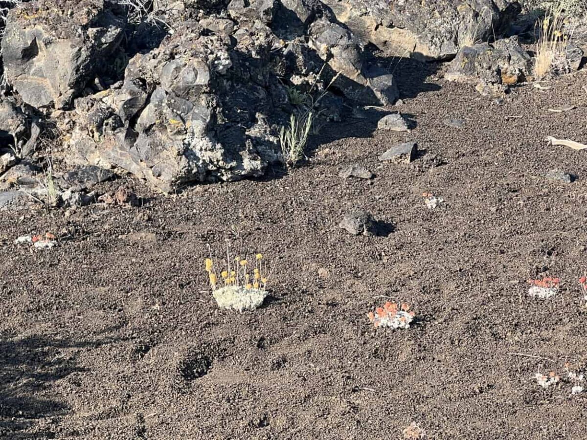 Small clusters of yellow and orange flowers grow from dark soil.