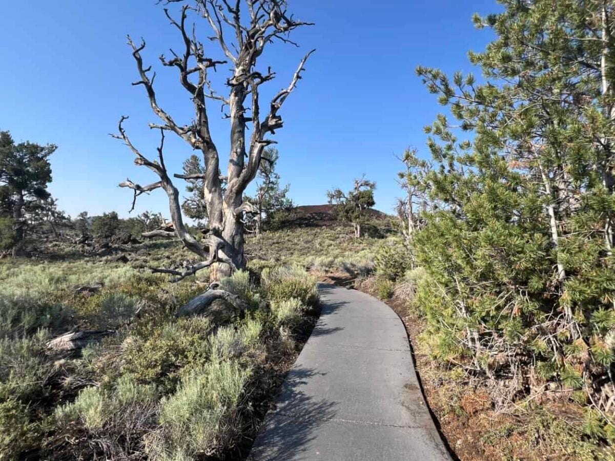 A gnarled tree stands next to a paved path