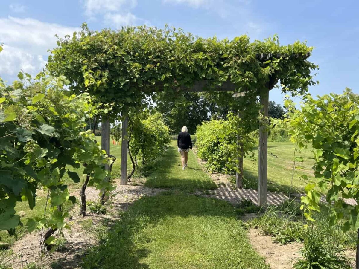 A woman walks under a pergola at a vineyard.