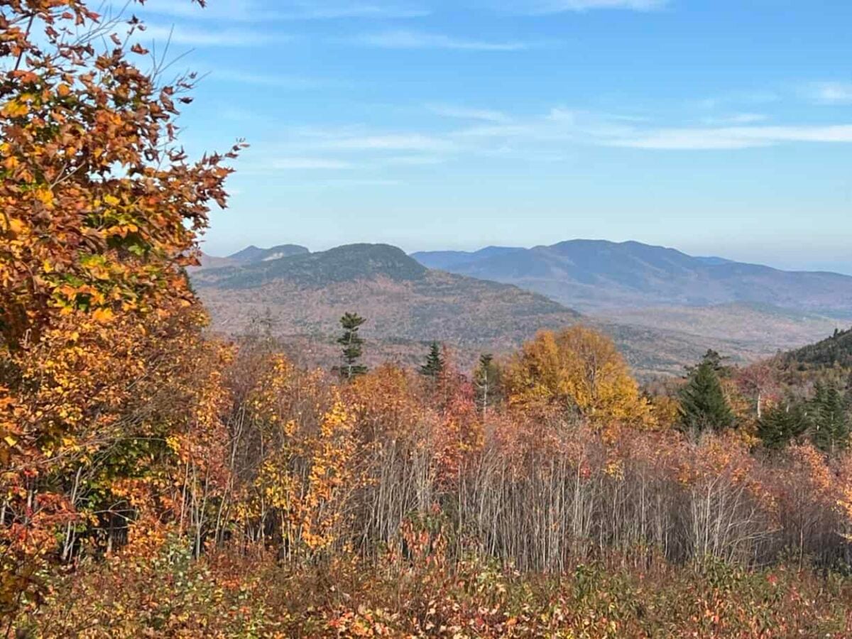 Leaves in the foreground have fall colors of yellow and orange while a mountain looms in the background.