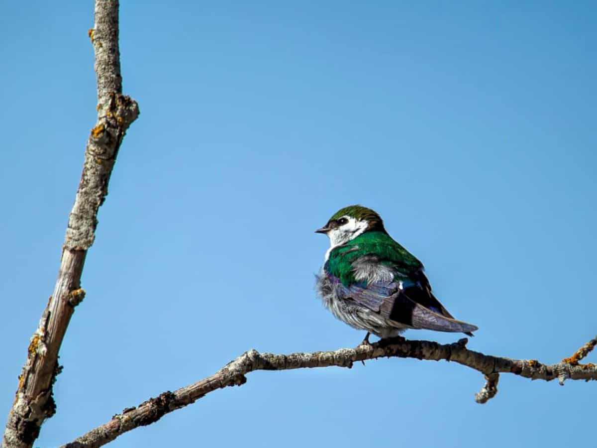 A violet-green swallow sits on a tree branch