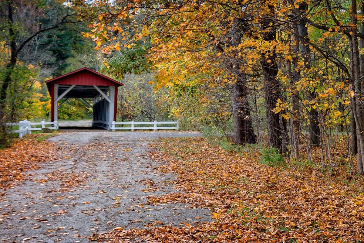 Yellow leaves lay on a dirt road leading to a red covered bridge in Cuyahoga Valley National Park in Ohio.