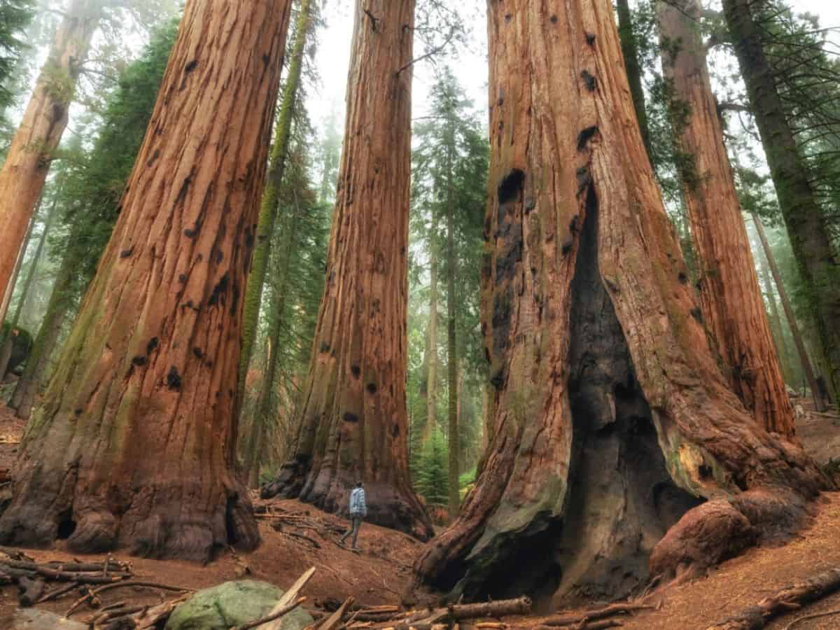 A hiker stares up at giant sequoia trees