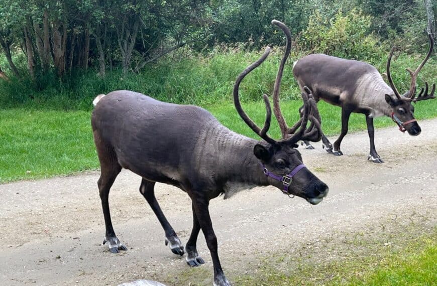 Reindeer walk across a dirt road at Running Reindeer Ranch, Fairbanks, Alaska.