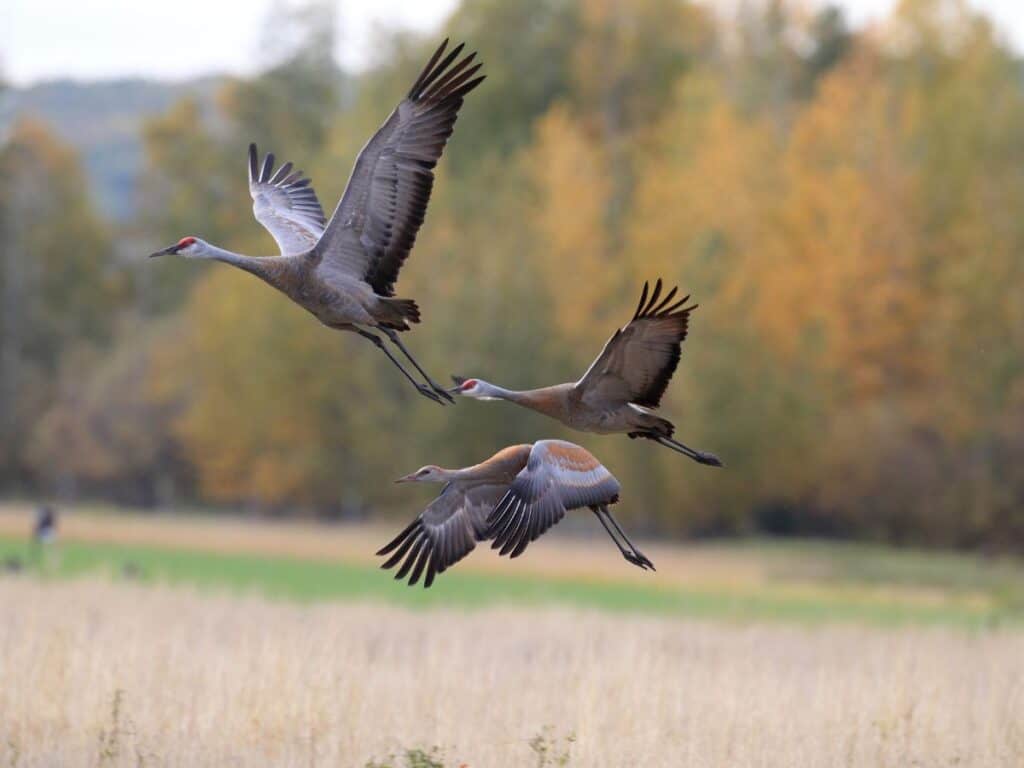 Sandhill cranes fly over Creamer's Field, Fairbanks, Alaska.