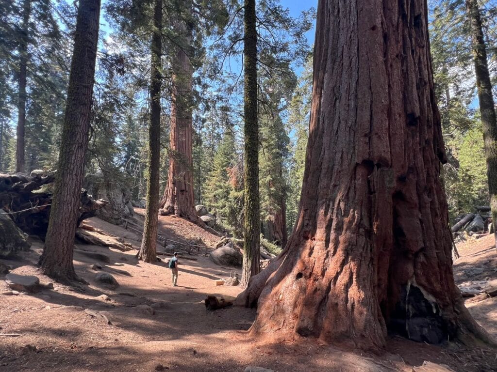 A man walks through a forest of giant sequoias in General Grant Grove, Kings Canyon National Park