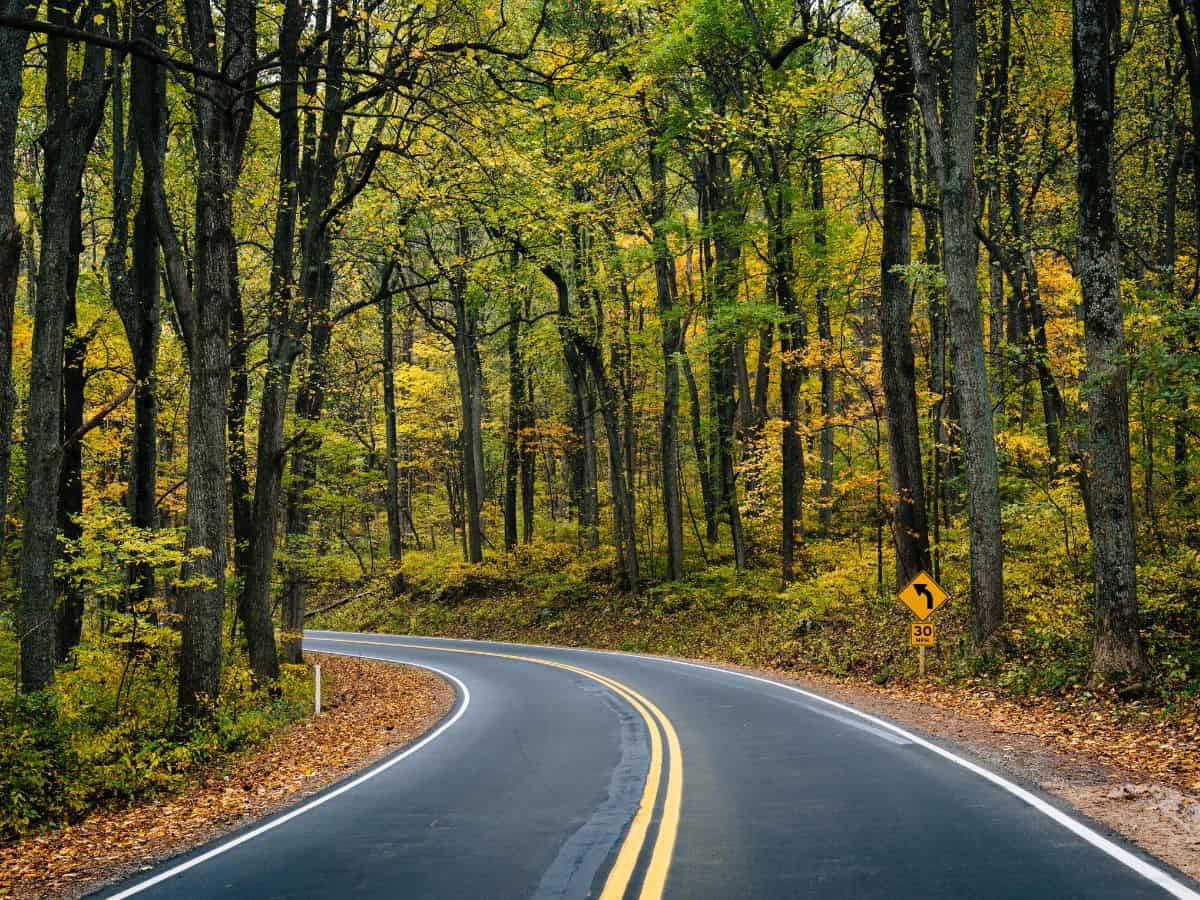A road curves, heading into a beautiful forest on Skyline Drive, Virginia.