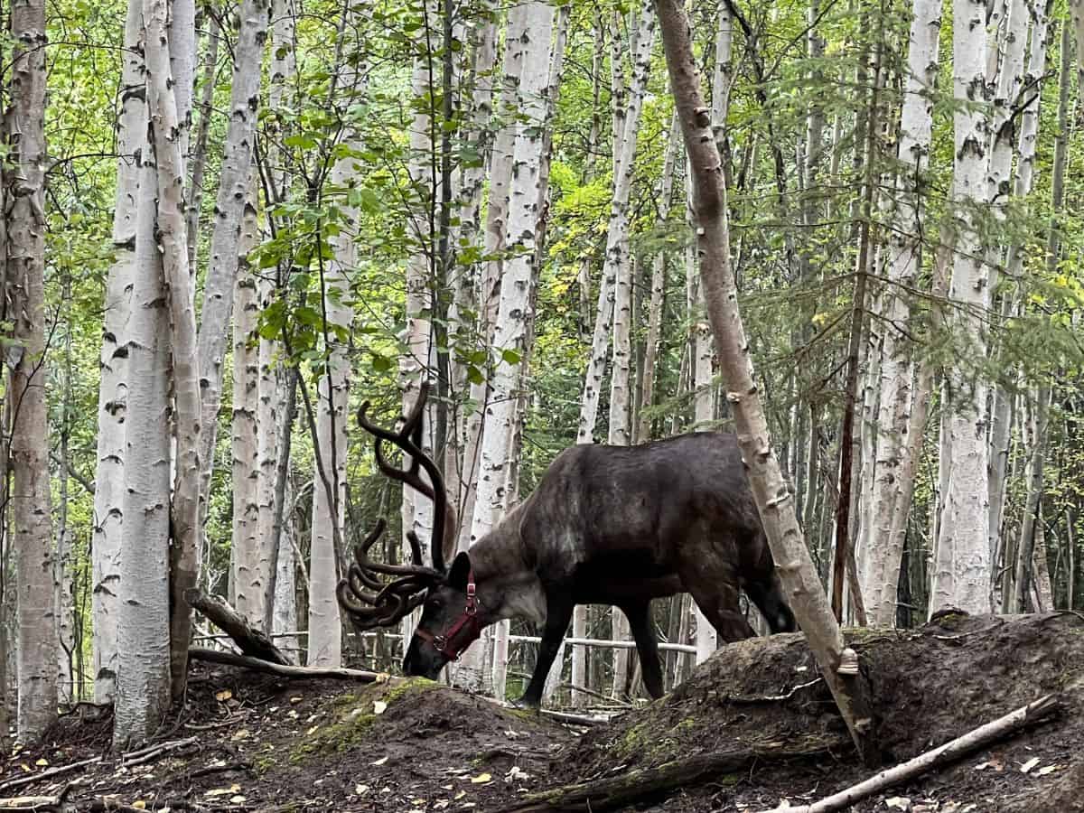 A reindeer feeds in a beautiful forest of trees with white bark in Fairbanks.