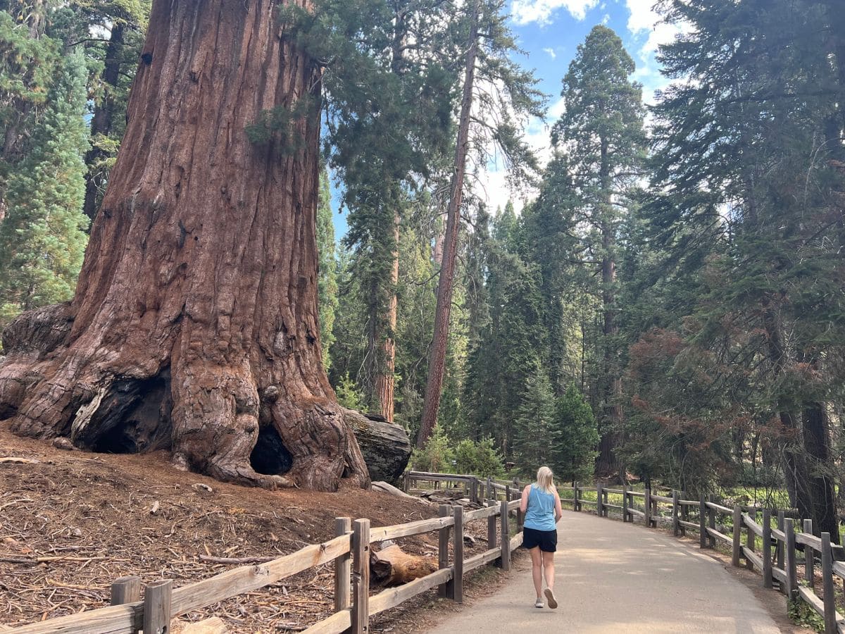 A woman peers up at a giant sequoia in General Grant Grove, Kings Canyon National Park