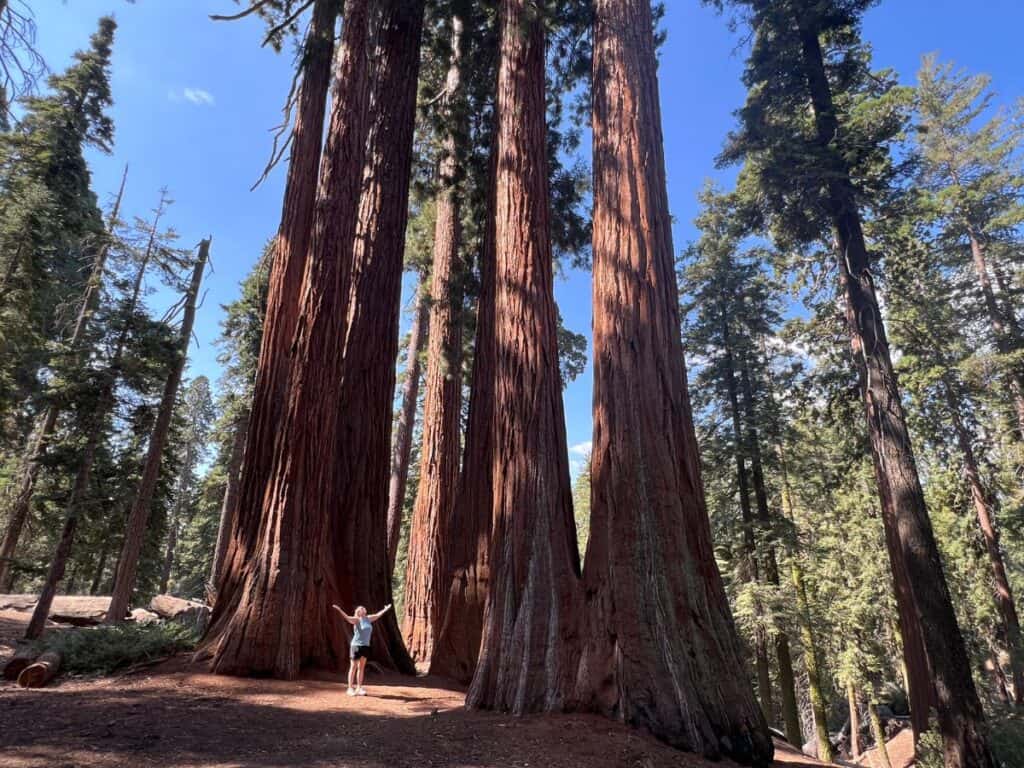 A woman looks heavenward with her arms spread wide as she stands under giant sequoias.