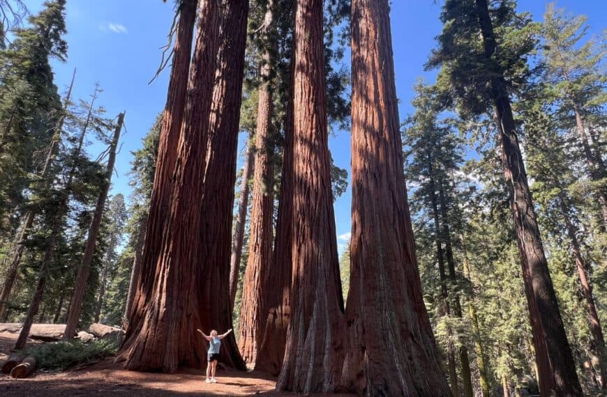 A woman looks heavenward with her arms spread wide as she stands under giant sequoias.