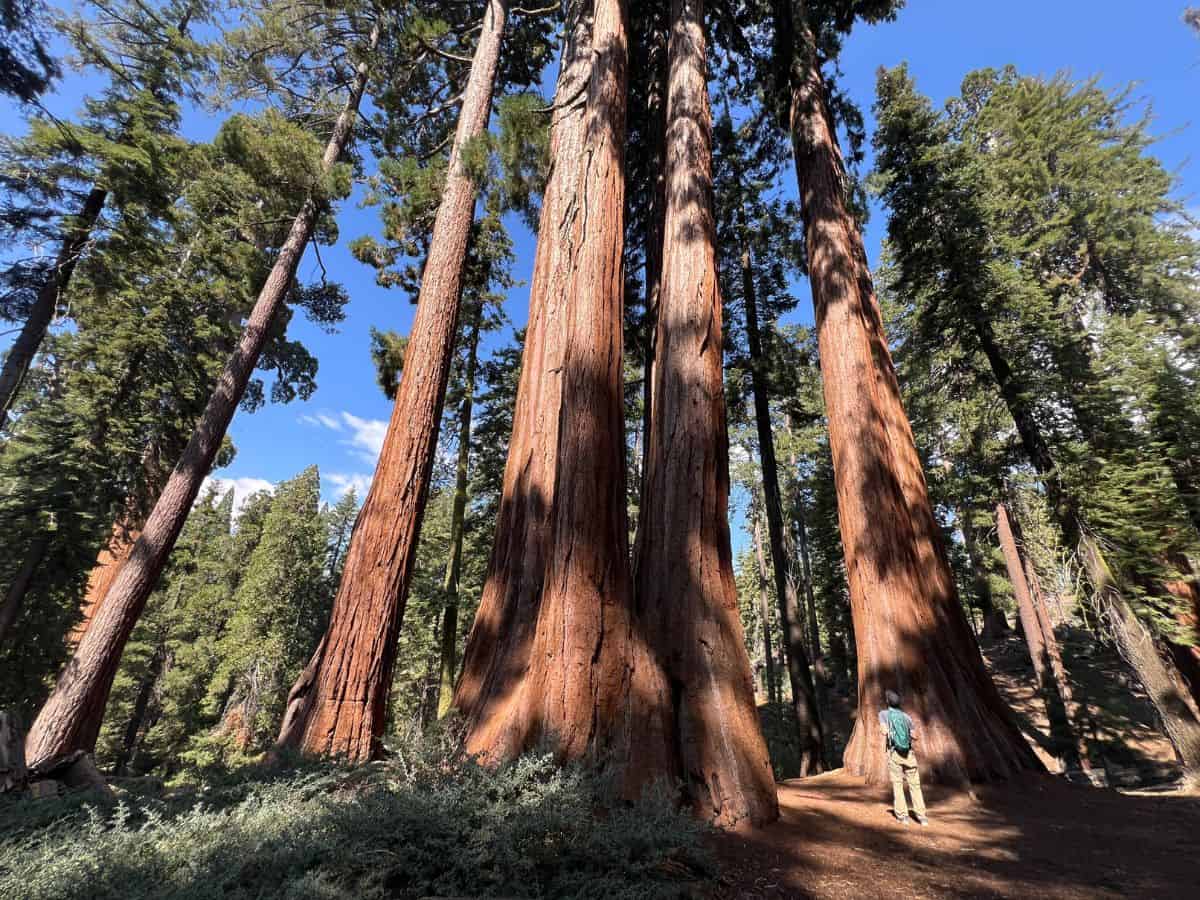 A man stands under giant sequoias and looks up in Kings Canyon