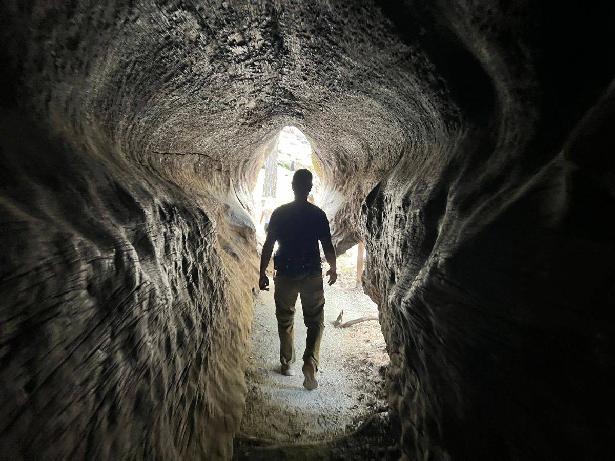 A man walks through a fallen hollowed out tree