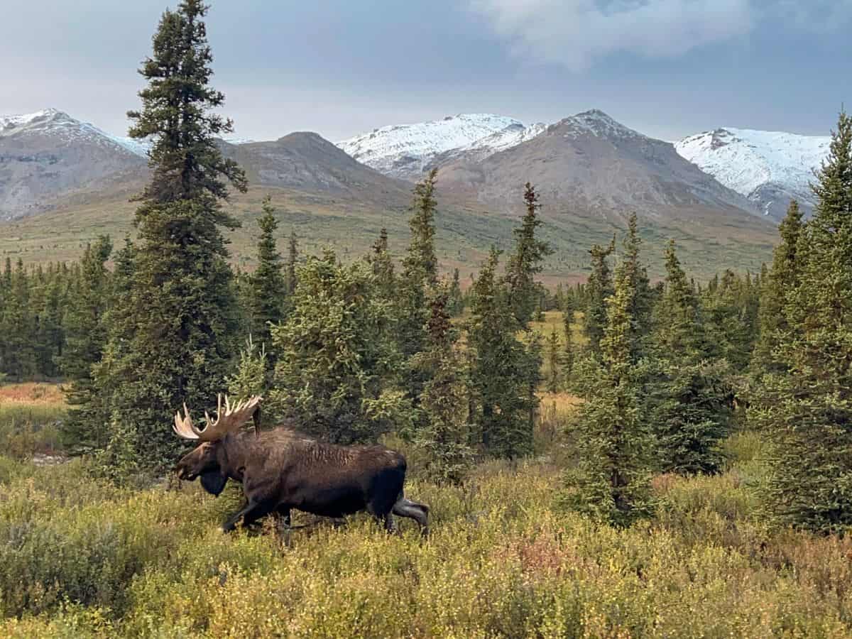 A moose runs across a field with trees and snowy mountains in the background in Denali National Park, Alaska.