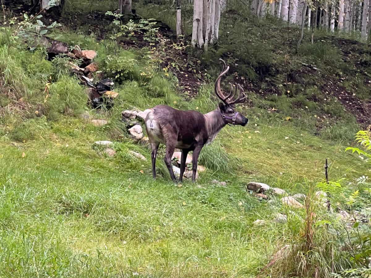 A reindeer stands in a grassy area with a forest in the background