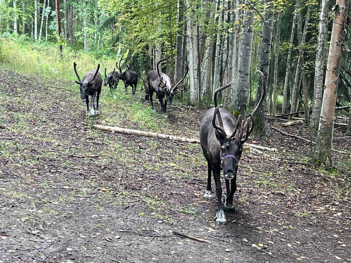 A small herd of reindeer walk along the edge of a forest in Fairbanks, Alaska.