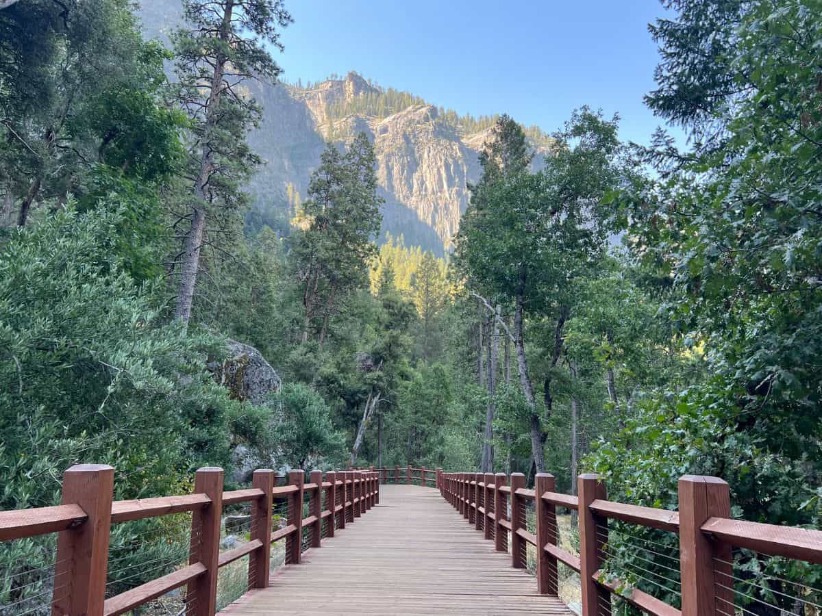 A wooden boardwalk crosses through tall trees with a mountain in the distance.