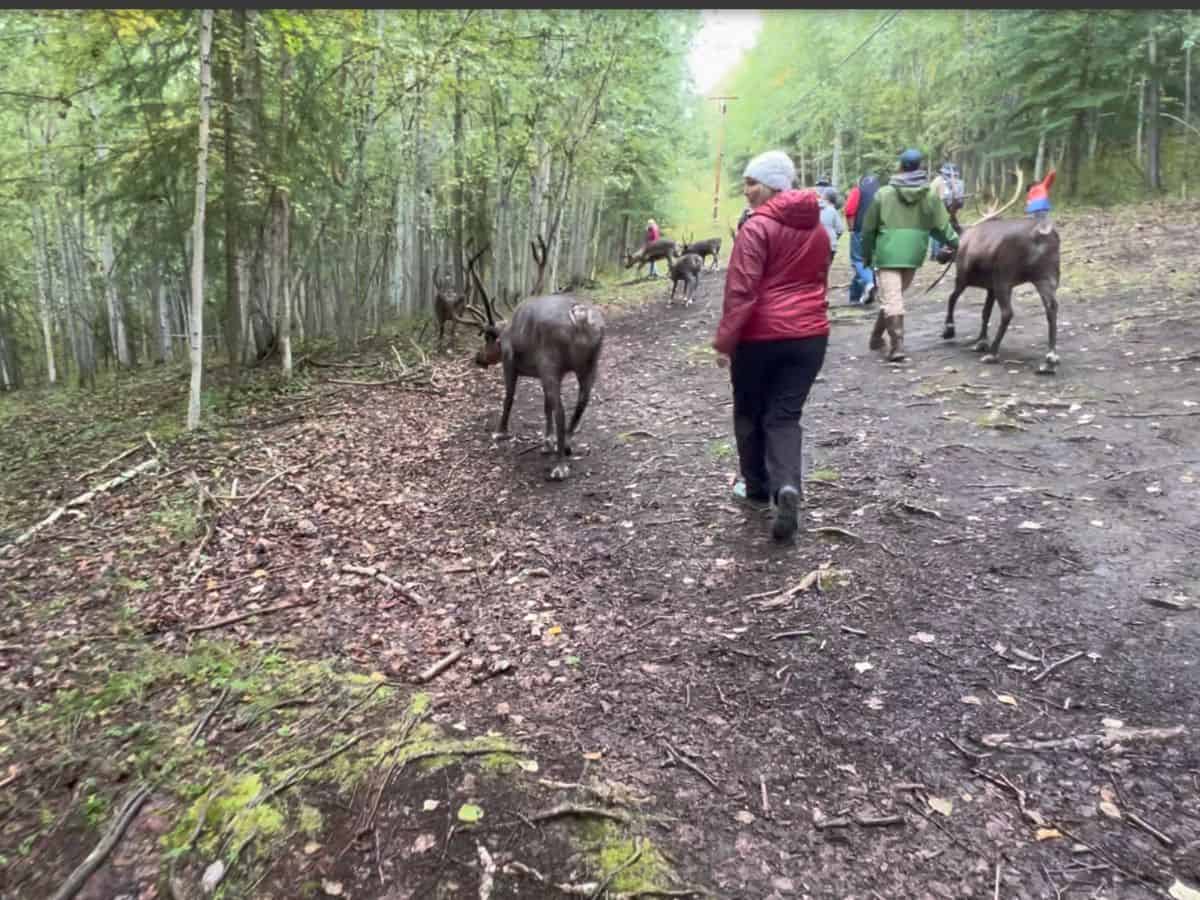 A group of people walk with reindeer on a path through a forest.