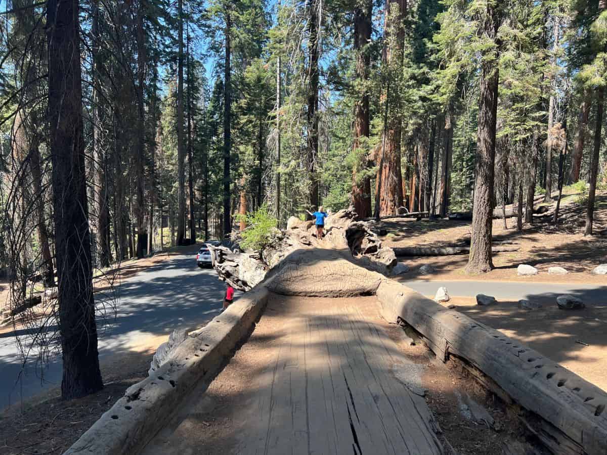 A woman stands on a long fallen log that cars once drove across