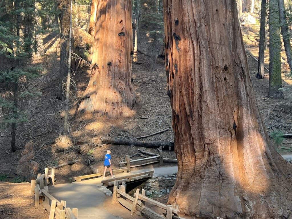 A woman walks between two giant sequoias on Congress Trail, Sequoia National Park, CA.