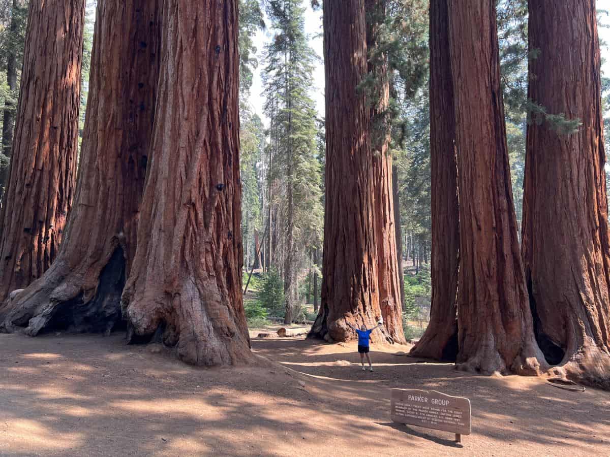 A woman stands under giant sequoias and raises her arms to the sky