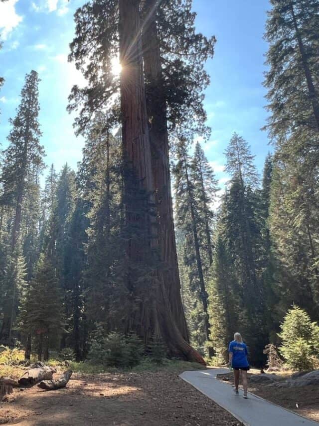 A woman walks along a trail under towering sequoia trees