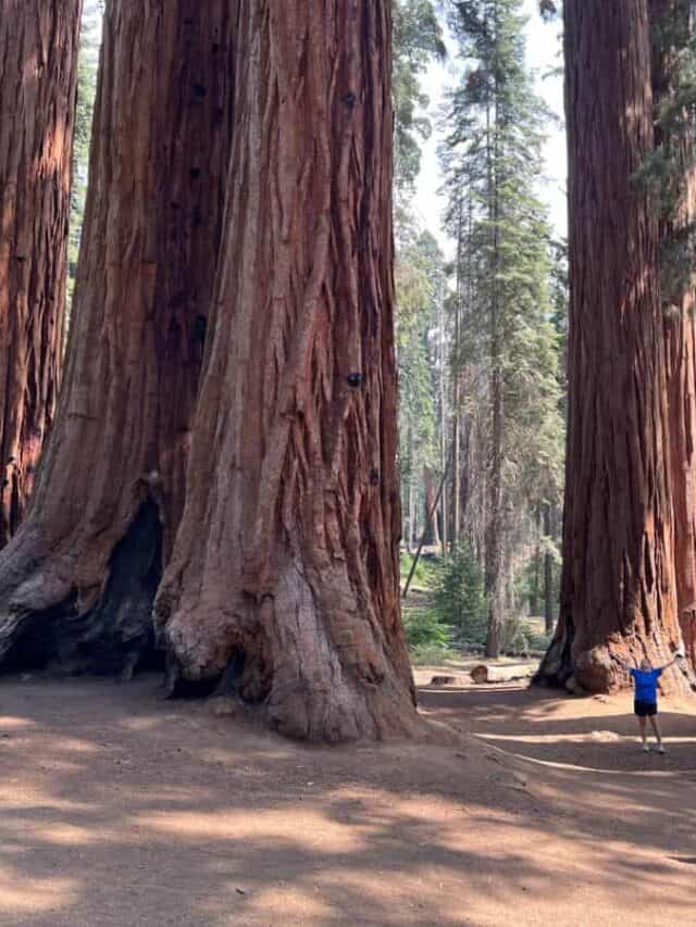 A woman stands under giant sequoias and raises her arms to the sky