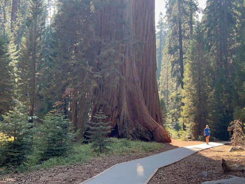 A woman walks by giant sequoia trees on Big Trees Trail, Sequoia National Park, California.