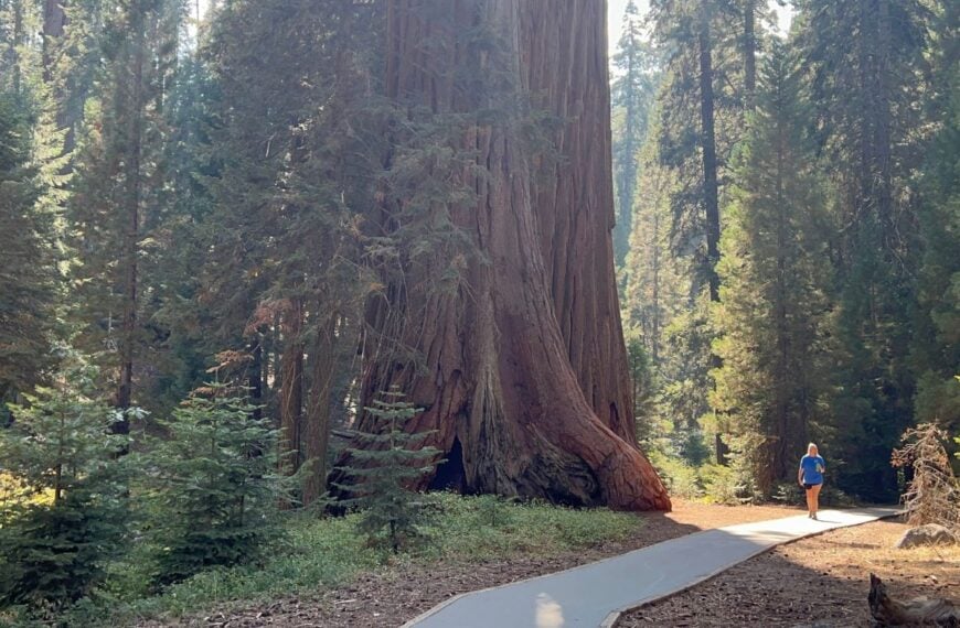 A woman walks by giant sequoia trees on Big Trees Trail, Sequoia National Park, California.
